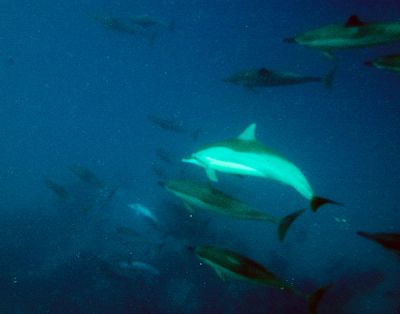 Dolphins, not very sharp...
