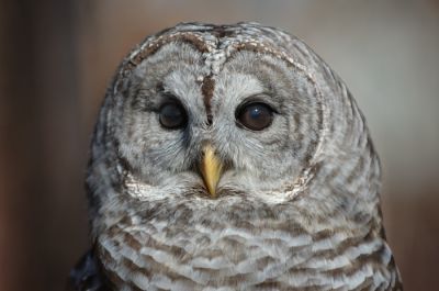 DSC_17694_rs.jpg
