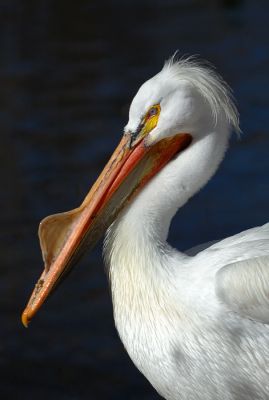 DSC_17756_rs.jpg