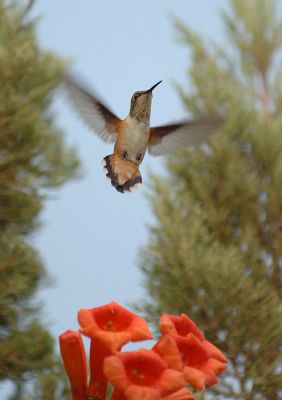 Humming bird
