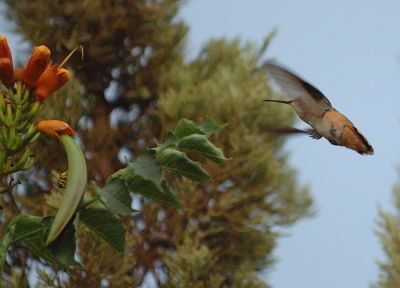 Humming bird
