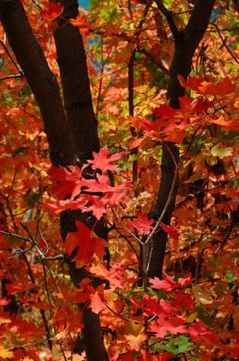DSC_22627_rs.jpg