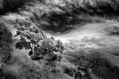 Olympus Mount trail, infrared
September, 16
