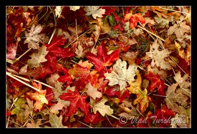 DSC_22816_rs.jpg