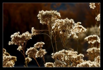 DSC_24231_t2rs.jpg