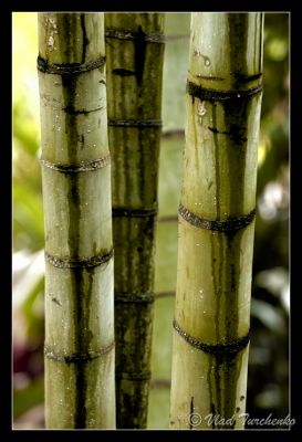 DSC_26537_trs.jpg