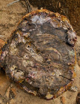 Petrified Wood
Окаменелое дерево, Юта
