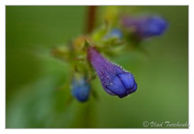 DSC_29477_rs.jpg