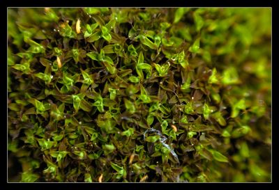 Moss
