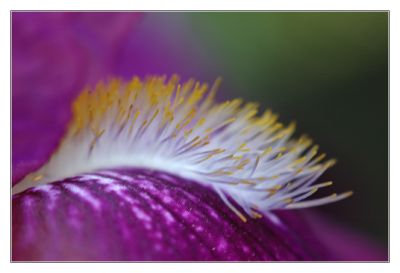 Not really wild - Iris
