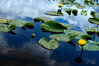 Water lily in the mountain lake
