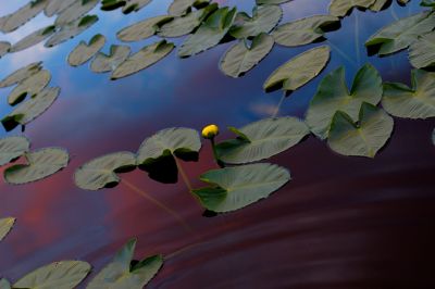 Water lily in the mountain lake, sunset
