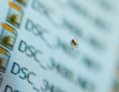 Spider on the monitor

