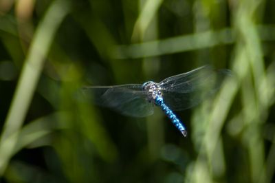 Dragonfly in Utah mountains
