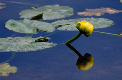 Water lily
