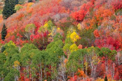 DSC_4196_rs.jpg