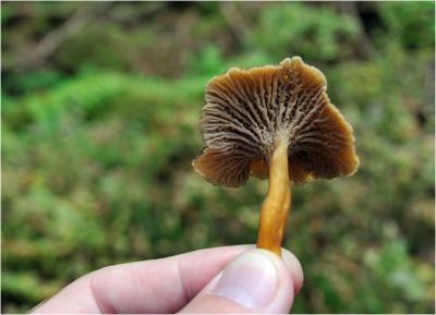 Типа лисички
