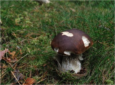 Белый в Альзасе
