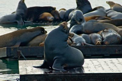 Pier 39 seals
