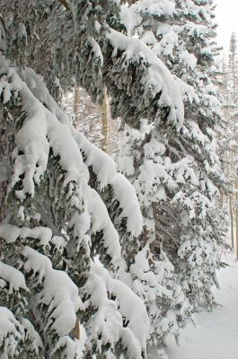 Spruces in snow
