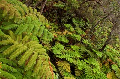 Rain forest in volcano area
