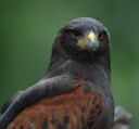 DSC_18946_rs.jpg