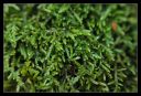 DSC_29540_rs.jpg