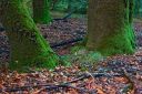 DSC_5090_rs.jpg